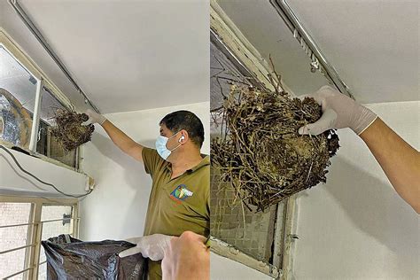 鳥在陽台築巢怎麼辦|鳥害防治！如何防止鳥築巢？友善驅鳥、防鳥方法推薦。